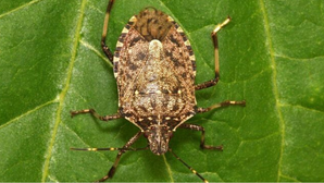 Aussies battle against stink bugs