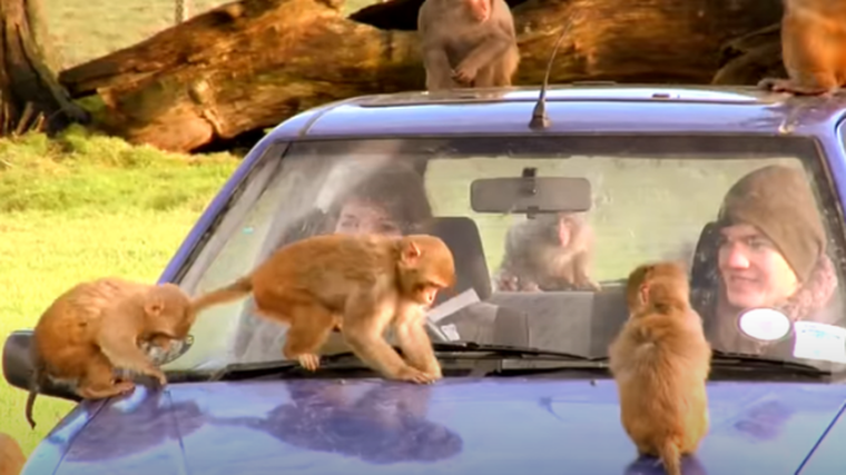 Monkeys enjoy motor mayhem