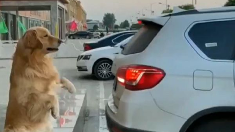 Driver uses ‘barking sensor’