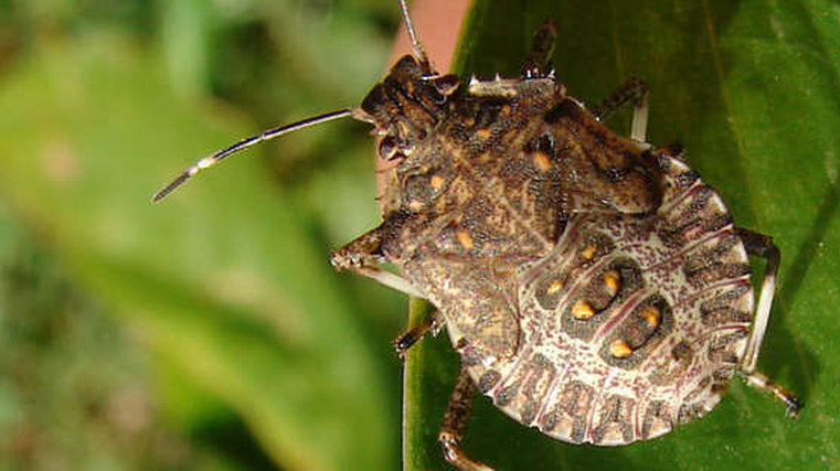 MPI fails to find stink bugs