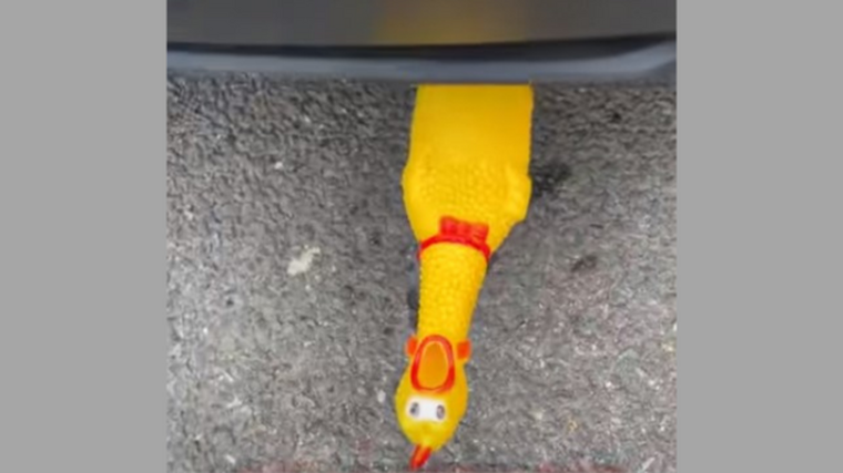 Driver falls for fowl play