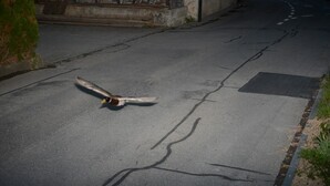 Duck caught on speed camera