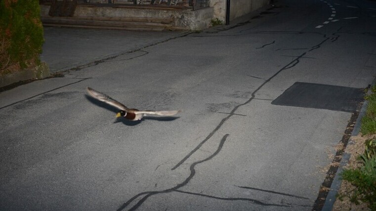 Duck caught on speed camera