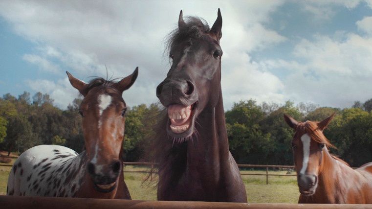 Horsing around proves viral hit