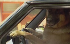 Canine caper stuns public