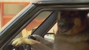 Canine caper stuns public
